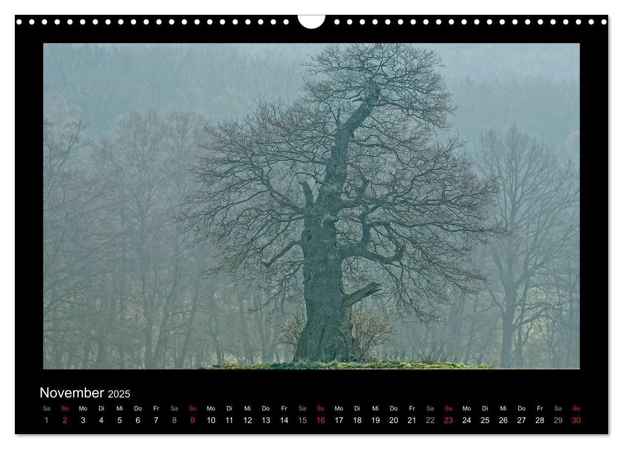 Bild: 9783435626441 | Märchenhafter Reinhardswald und Urwald Sababurg (Wandkalender 2025...