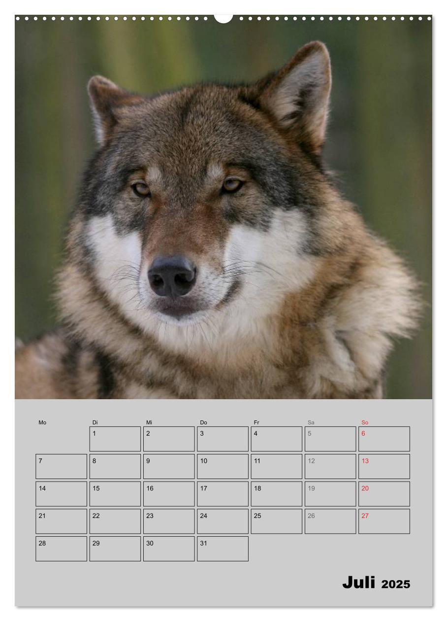 Bild: 9783457007143 | Wolf-Gesichter (hochwertiger Premium Wandkalender 2025 DIN A2...