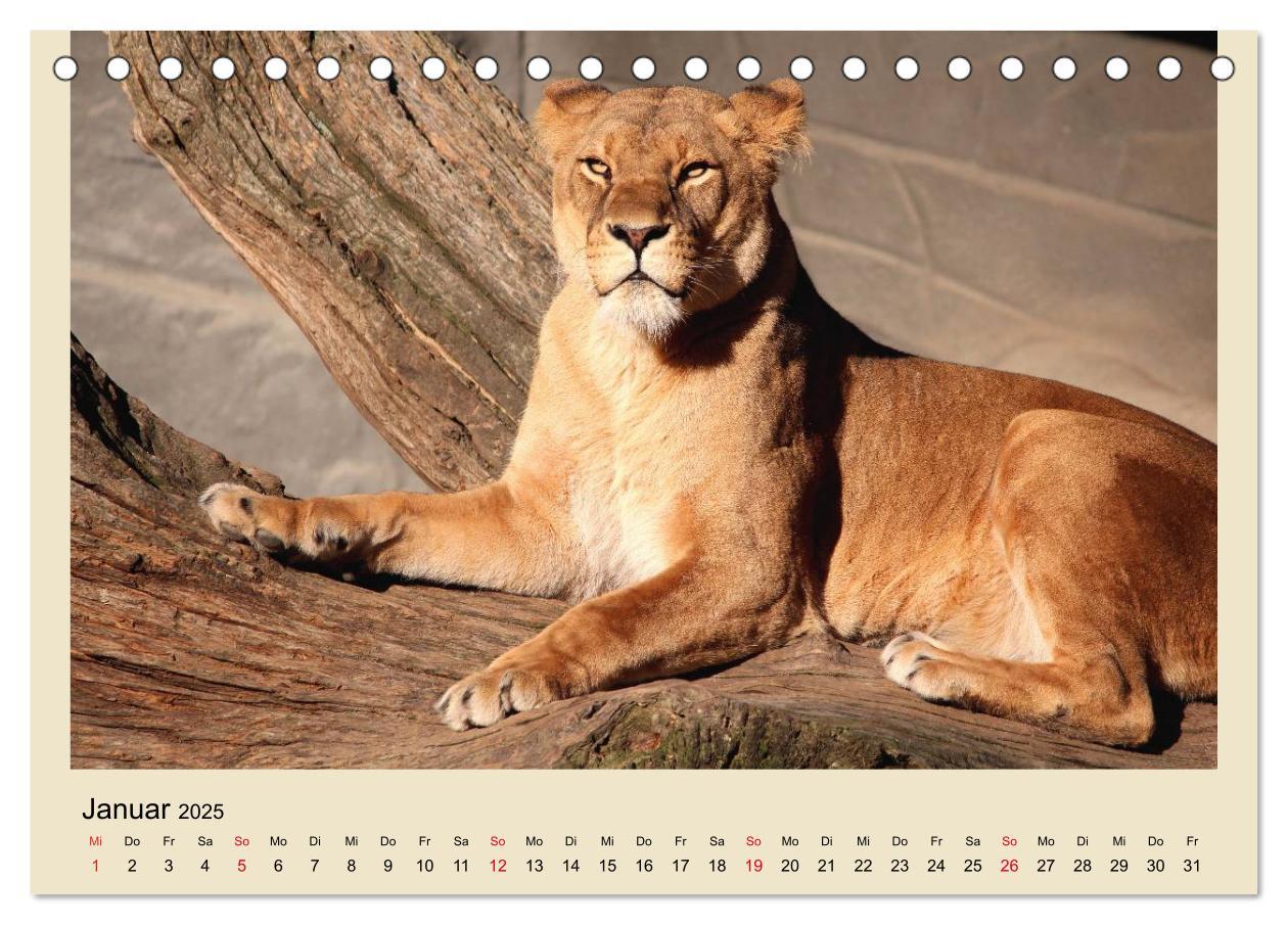 Bild: 9783435756759 | Löwen im Tierpark Hagenbeck (Tischkalender 2025 DIN A5 quer),...