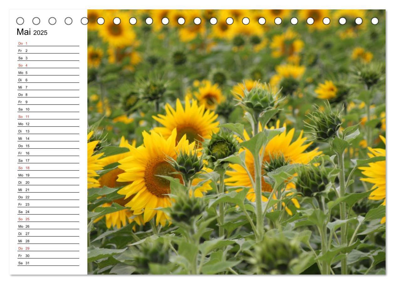 Bild: 9783435537150 | Sonnenblumen Impressionen (Tischkalender 2025 DIN A5 quer),...