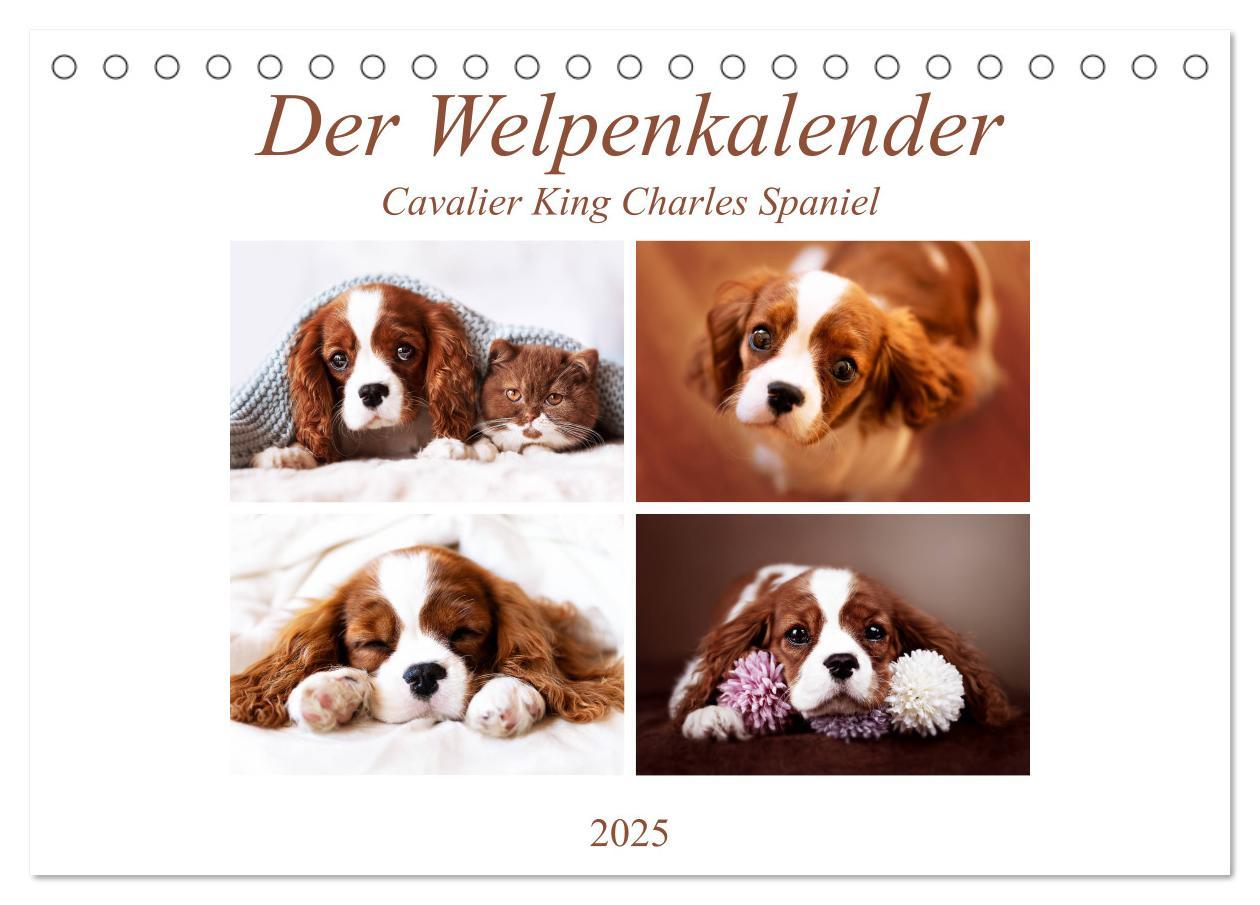 Cover: 9783435178896 | Der Welpenkalender - Cavalier King Charles Spaniel (Tischkalender...