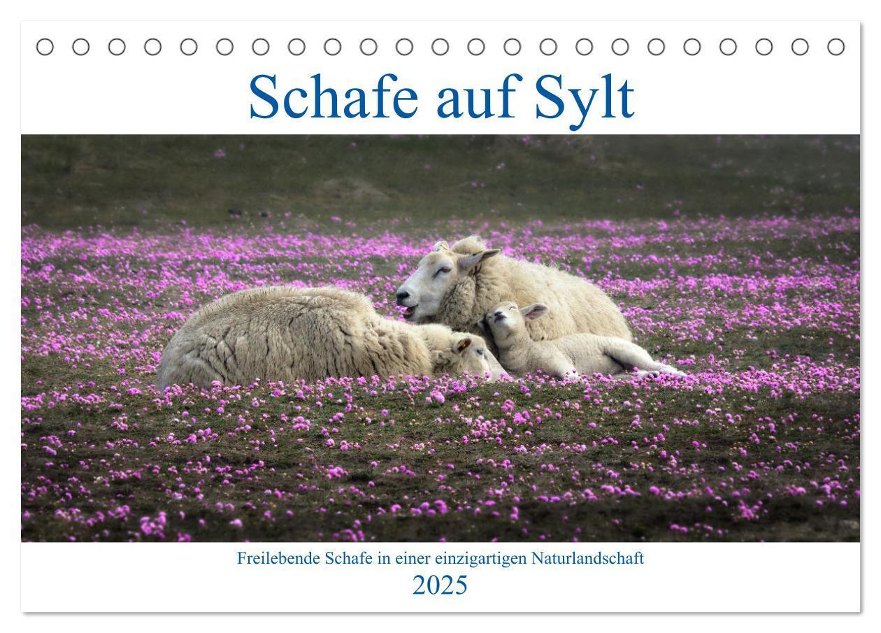 Cover: 9783435048892 | Schafe auf Sylt (Tischkalender 2025 DIN A5 quer), CALVENDO...