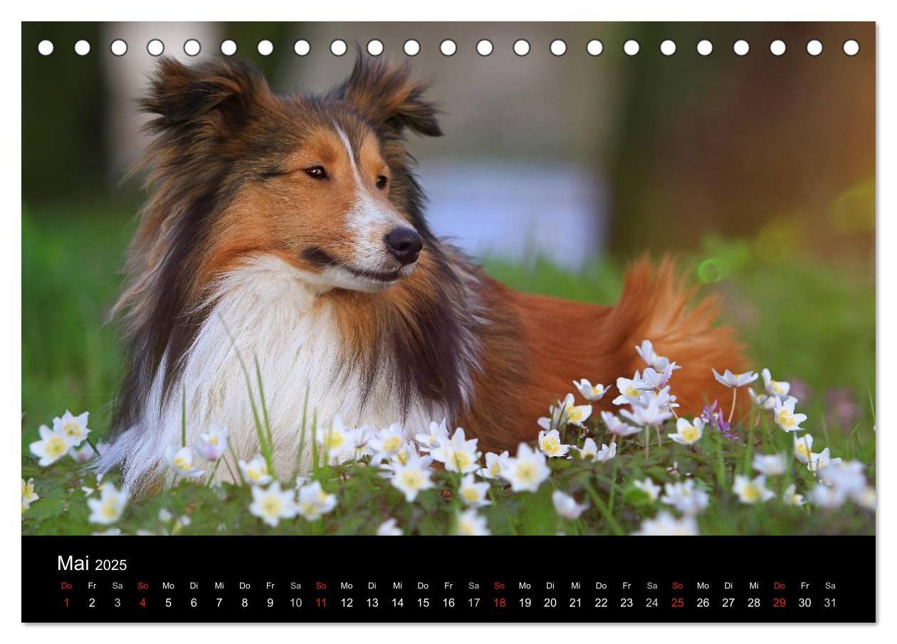 Bild: 9783435598021 | Wir lieben Shelties (Tischkalender 2025 DIN A5 quer), CALVENDO...