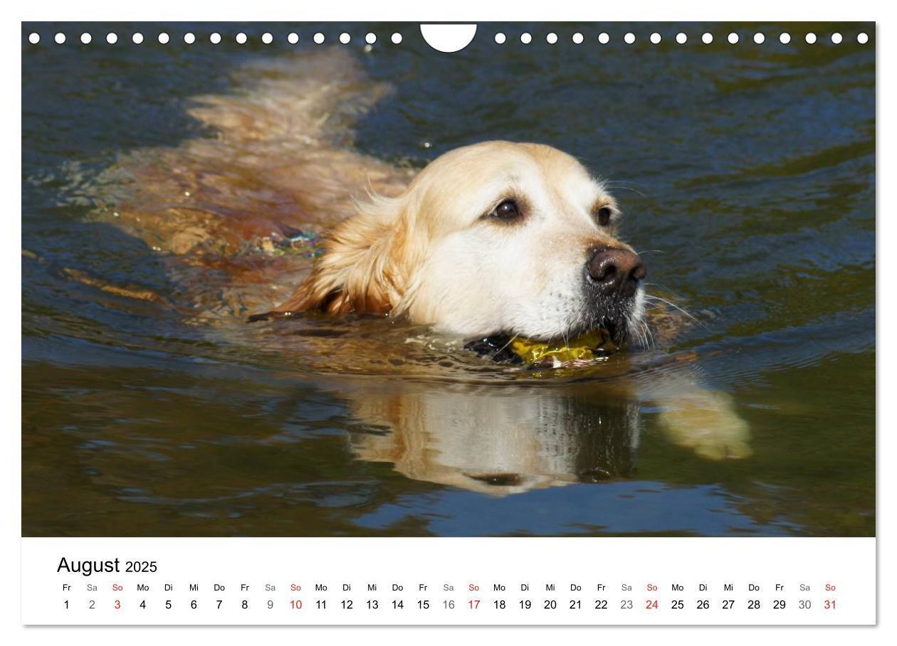 Bild: 9783435841028 | Golden Retriever Power (Wandkalender 2025 DIN A4 quer), CALVENDO...