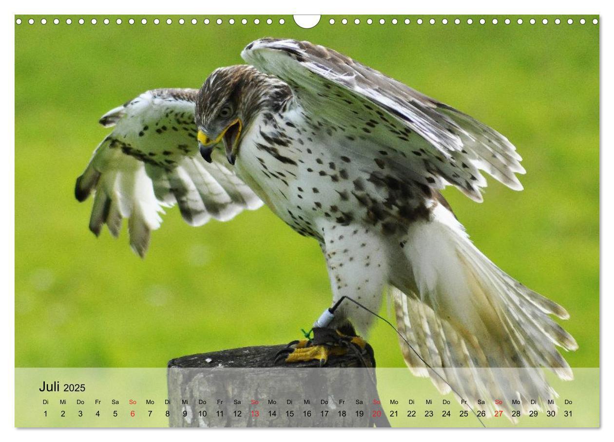 Bild: 9783435651153 | Falken und Greifvögel. Edle Jäger (Wandkalender 2025 DIN A3 quer),...