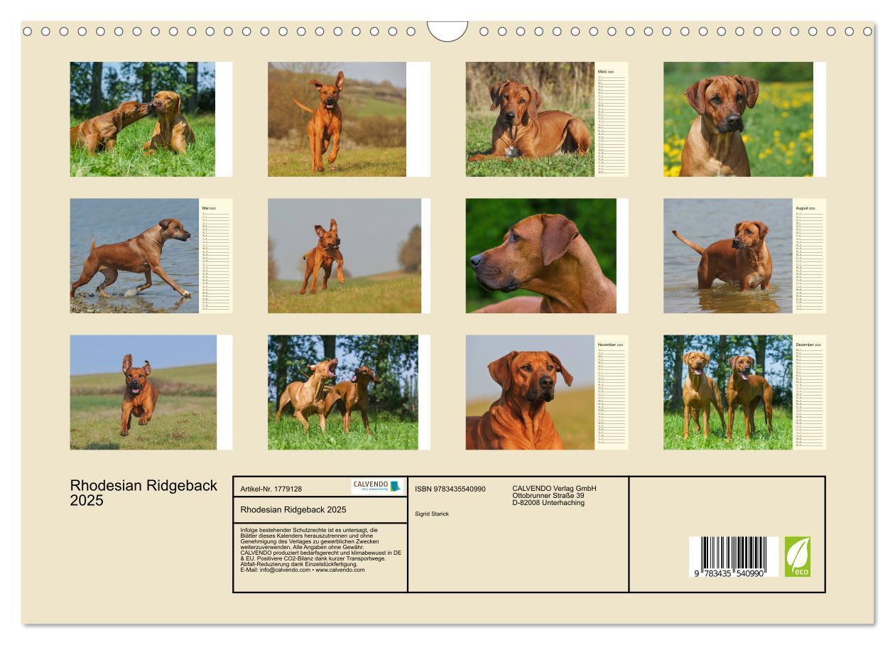 Bild: 9783435540990 | Rhodesian Ridgeback 2025 (Wandkalender 2025 DIN A3 quer), CALVENDO...