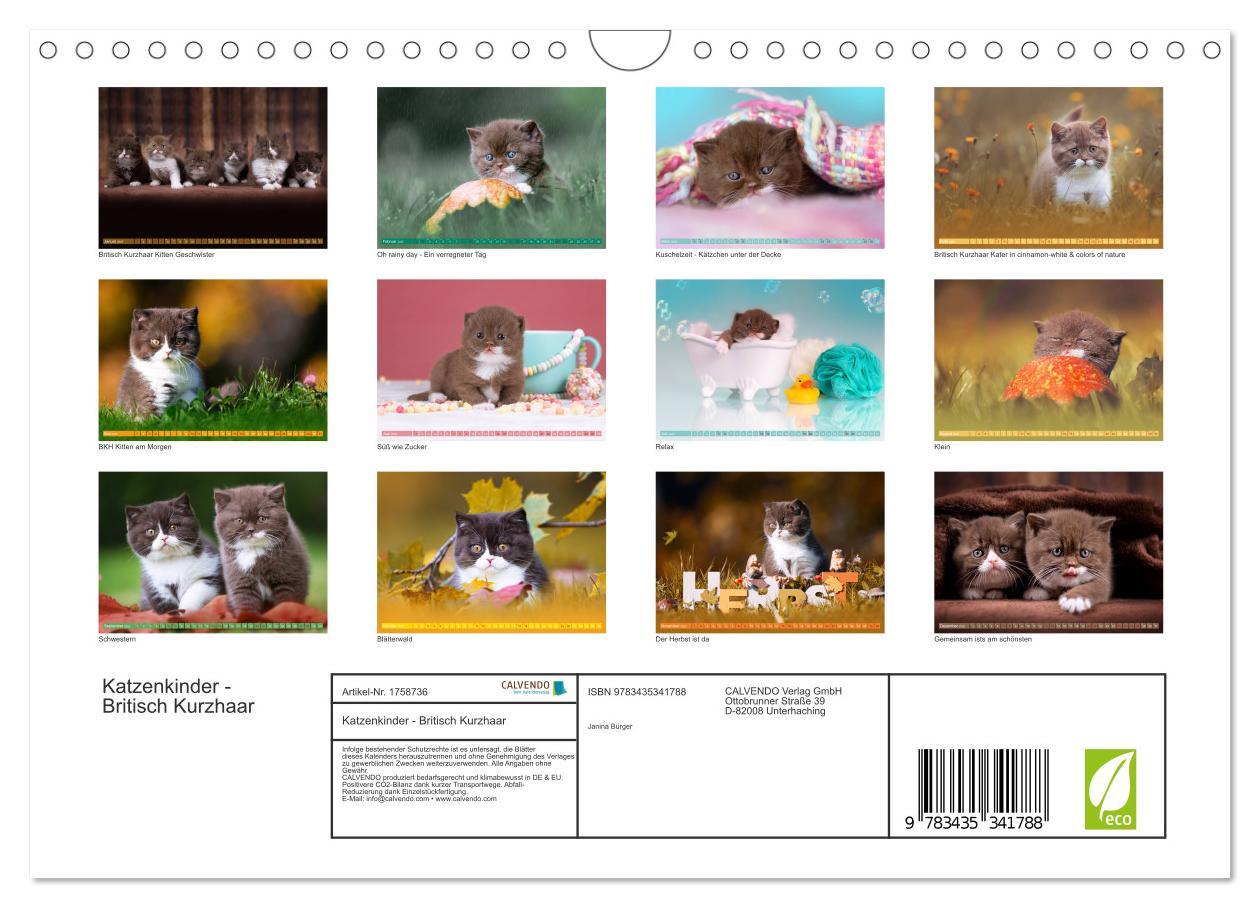 Bild: 9783435341788 | Katzenkinder - Britisch Kurzhaar (Wandkalender 2025 DIN A4 quer),...