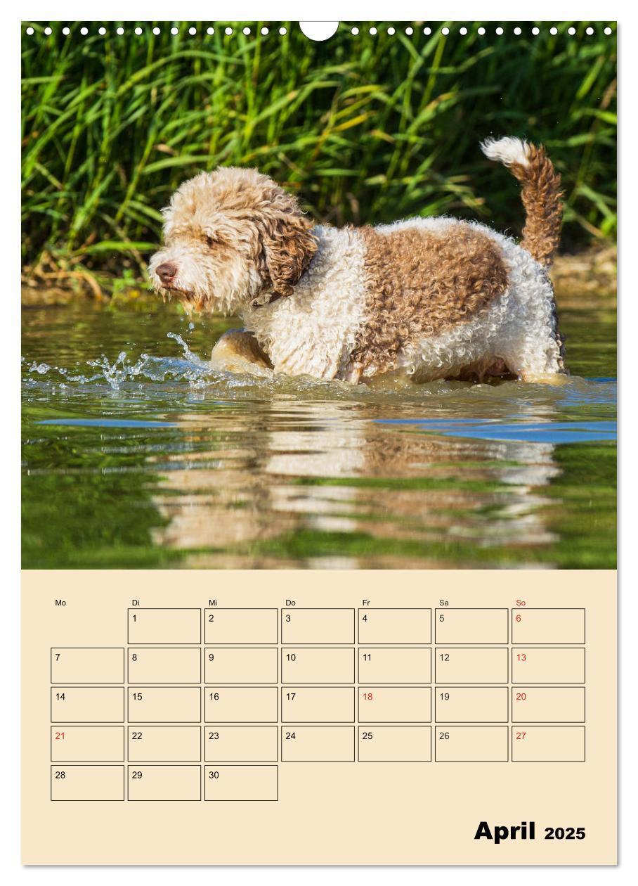 Bild: 9783435959013 | Jahresplaner Lagotto Romagnolo (Wandkalender 2025 DIN A3 hoch),...