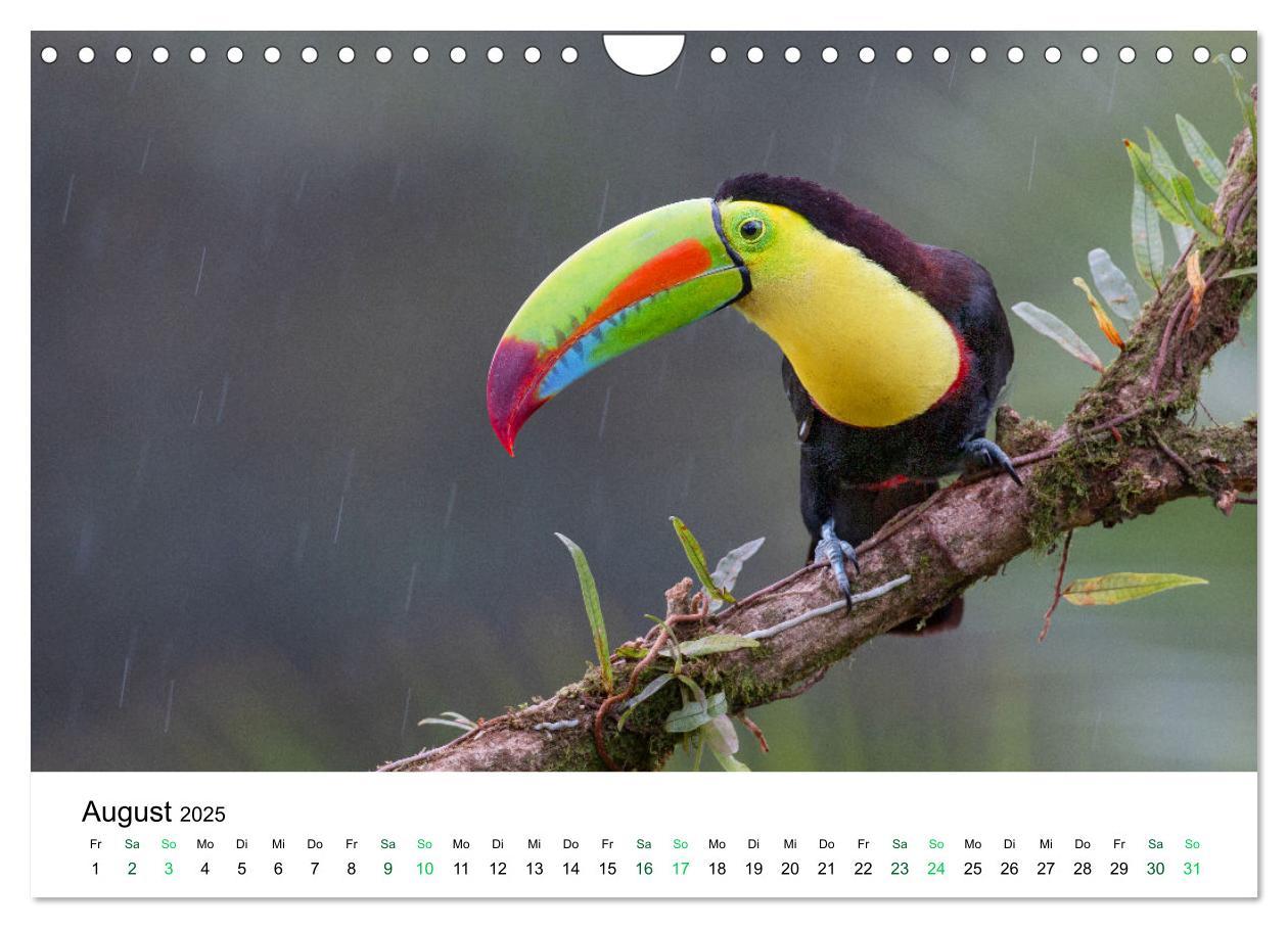 Bild: 9783383980756 | Costa Rica - Tropische Tierwelt (Wandkalender 2025 DIN A4 quer),...