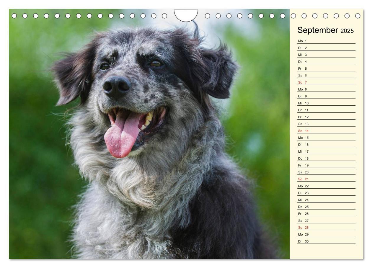 Bild: 9783435541935 | Altdeutsche Hütehunde - Fast vergessen (Wandkalender 2025 DIN A4...