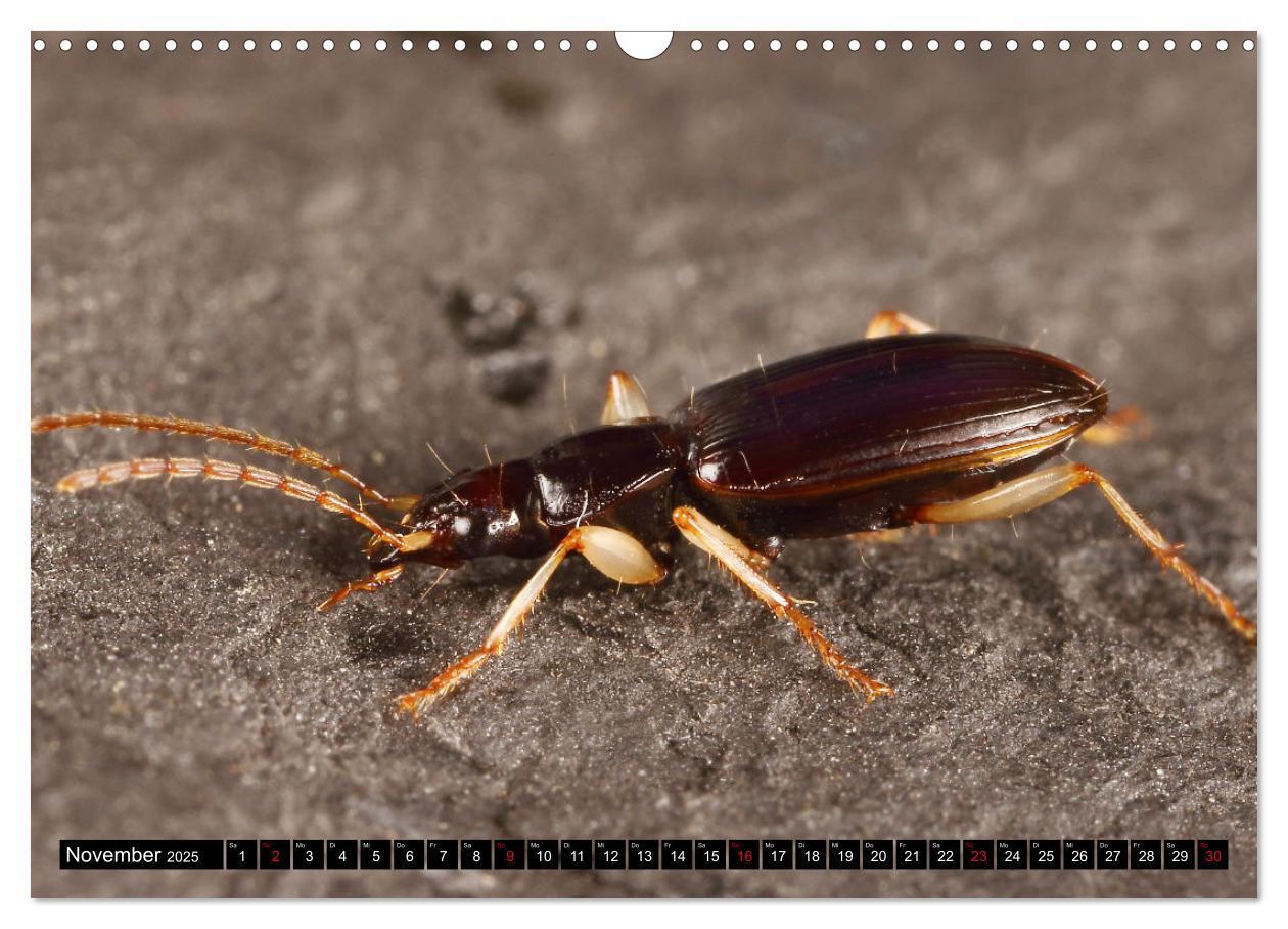 Bild: 9783435076949 | LAUFKÄFER - CARABIDAE (Wandkalender 2025 DIN A3 quer), CALVENDO...