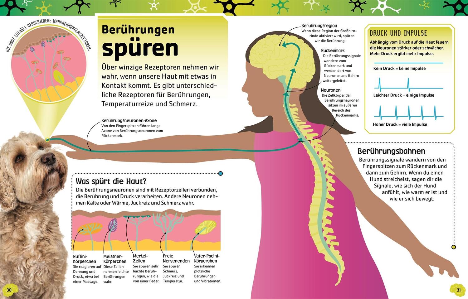 Bild: 9783831043712 | Superstark &amp; superschlau. Superschlaues Gehirn | Liam, Dr. Drew | Buch