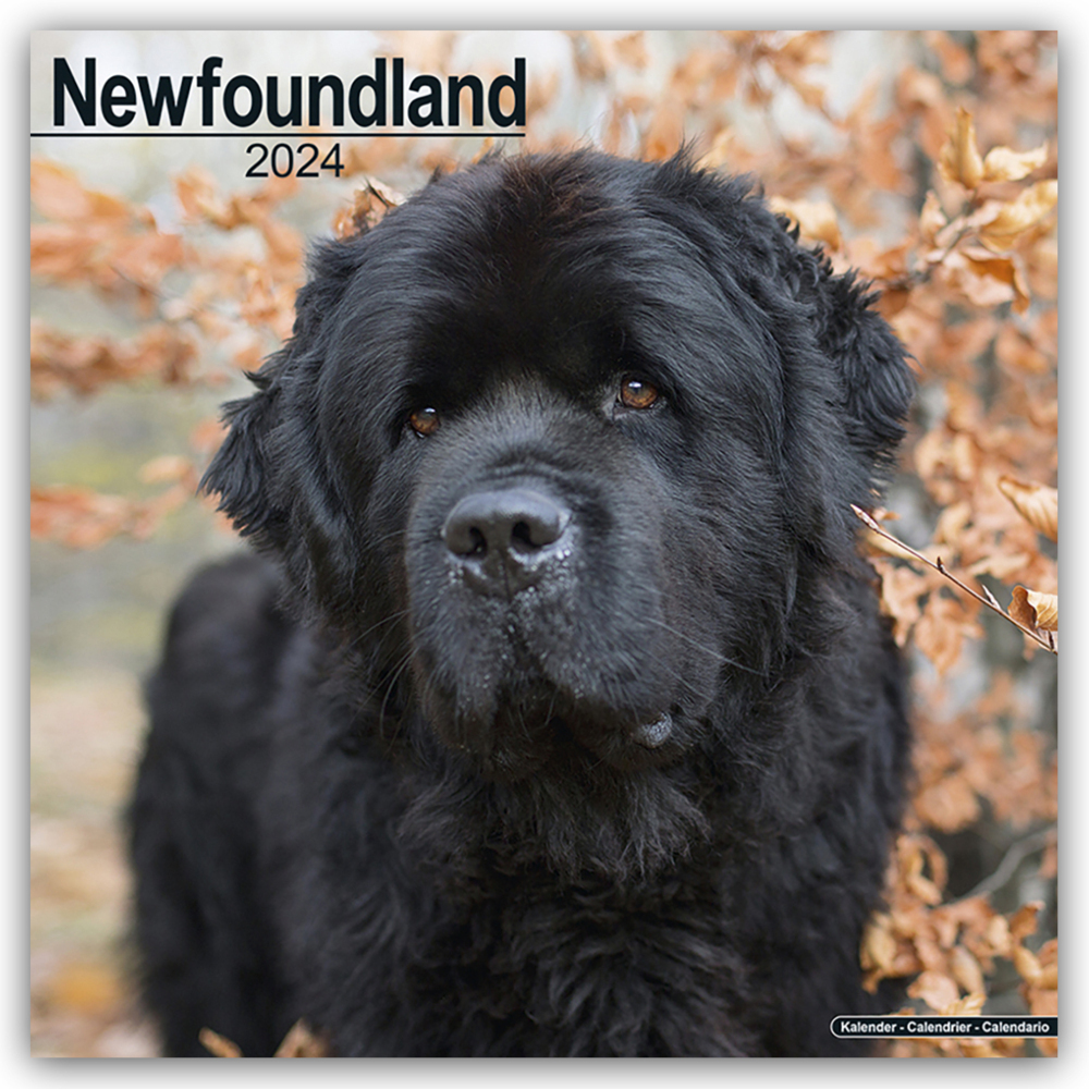 Cover: 9781804600719 | Newfoundland - Neufundländer 2024 - 16-Monatskalender | Ltd | Kalender