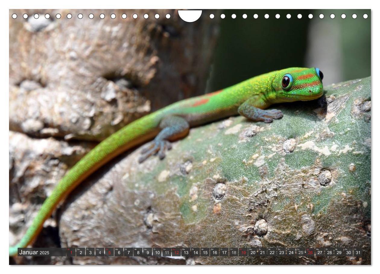 Bild: 9783435793471 | Wilde Fauna - Reptilien (Wandkalender 2025 DIN A4 quer), CALVENDO...