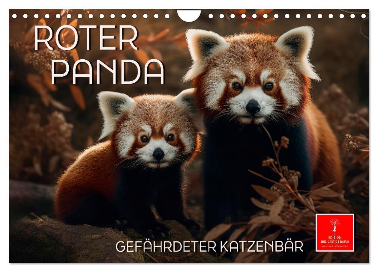 Cover: 9783383867200 | Roter Panda - gefährdeter Katzenbär (Wandkalender 2025 DIN A4...