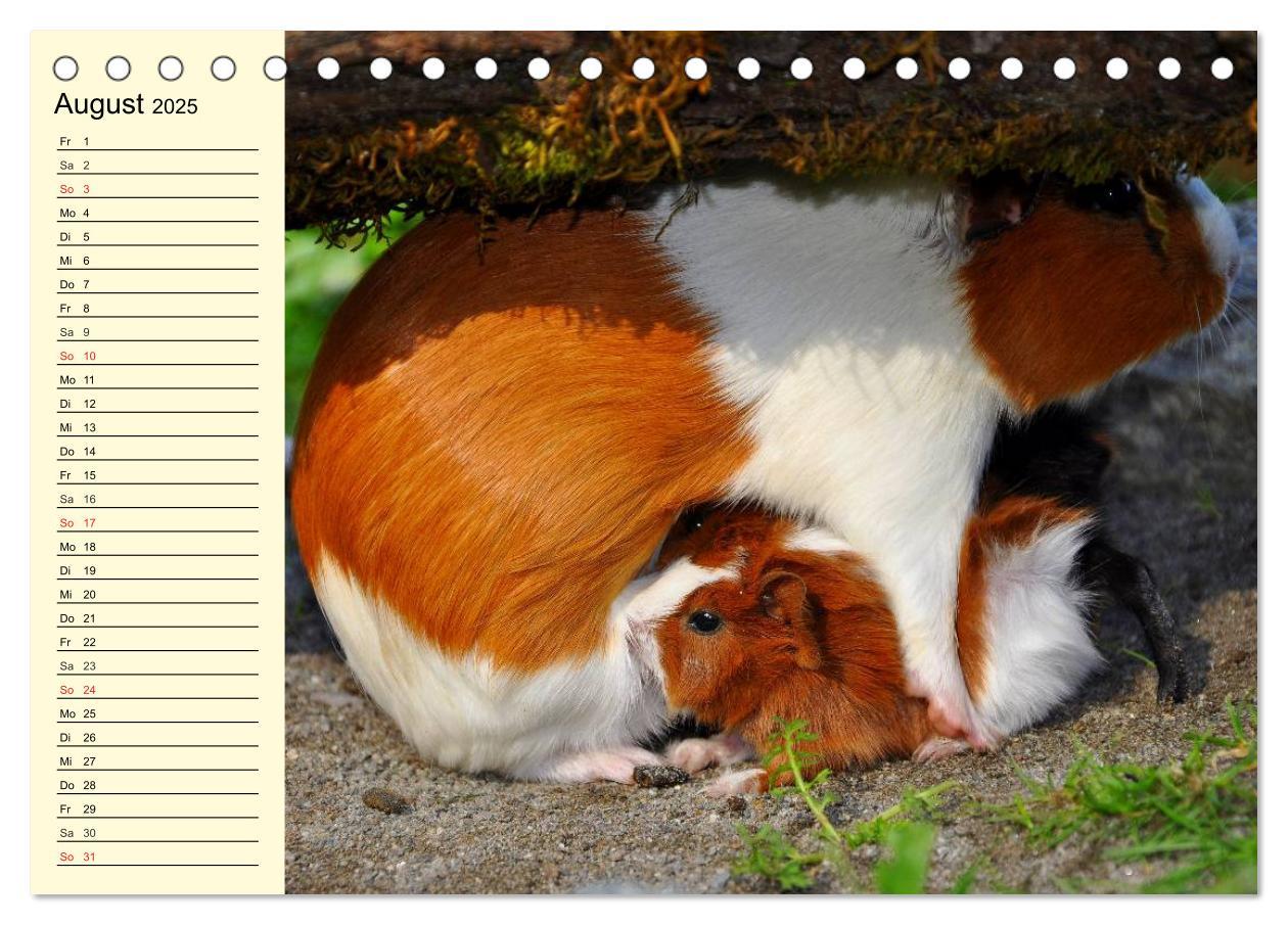 Bild: 9783435508457 | Meerschweinchen. Geliebte Nager (Tischkalender 2025 DIN A5 quer),...