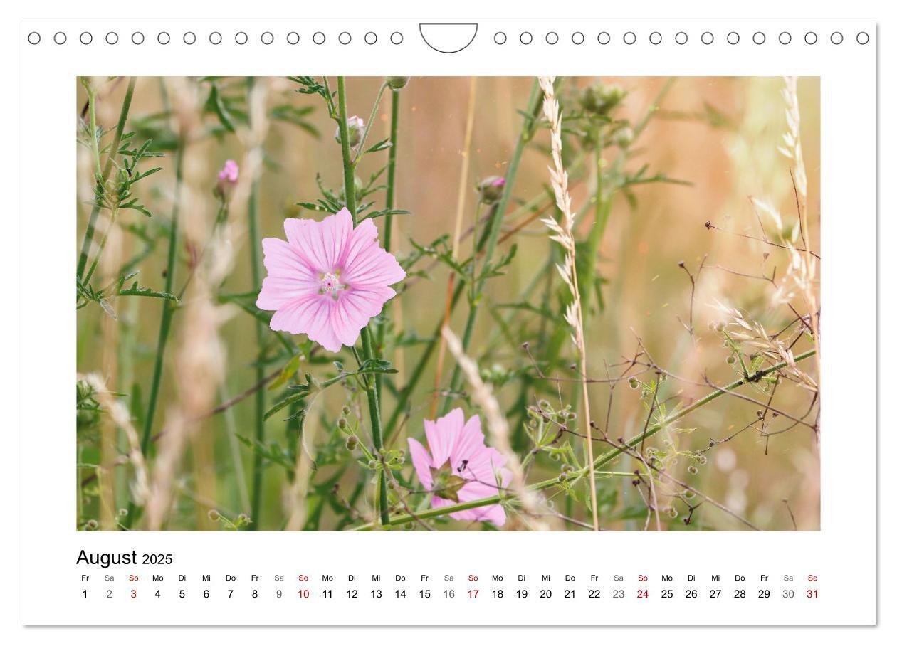 Bild: 9783435078158 | Mein Sehnsuchtsort, die Blumenwiese (Wandkalender 2025 DIN A4...