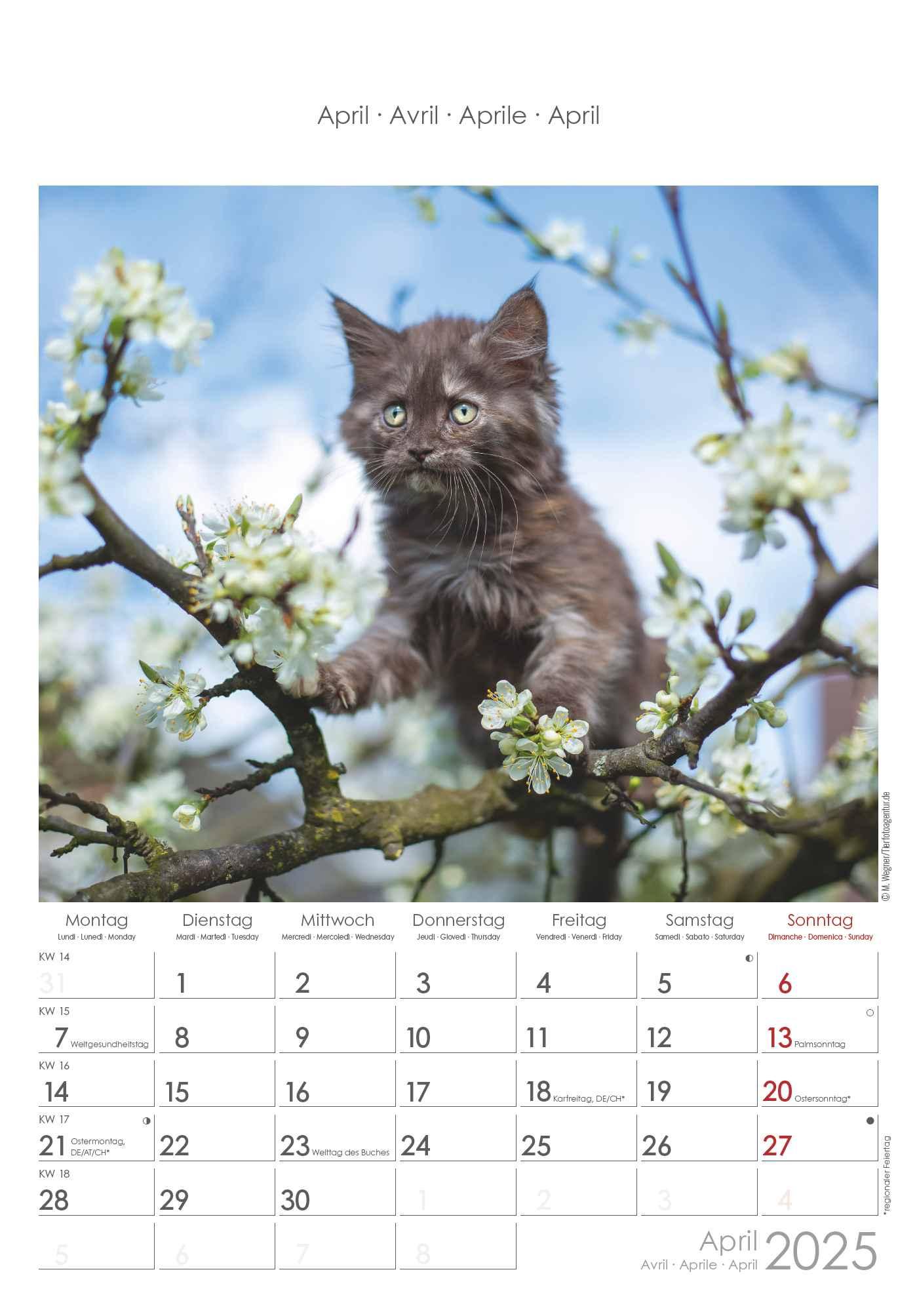 Bild: 4251732341015 | Katzen 2025 - Bildkalender 23,7x34 cm - Kalender mit Platz für...