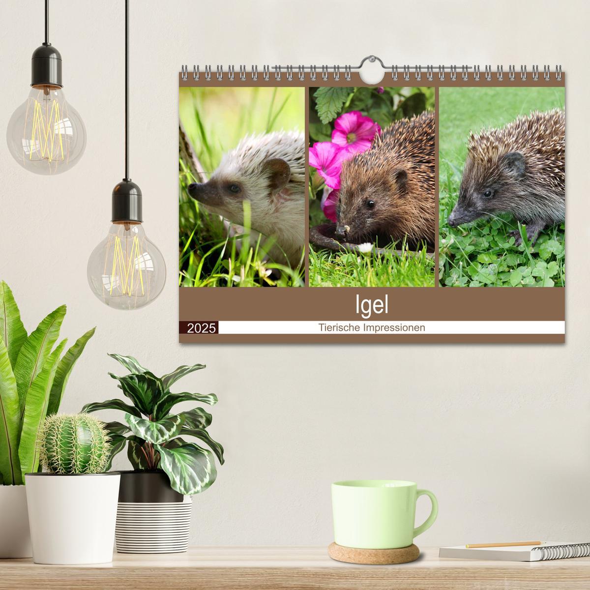 Bild: 9783435473052 | Igel 2025. Tierische Impressionen (Wandkalender 2025 DIN A4 quer),...