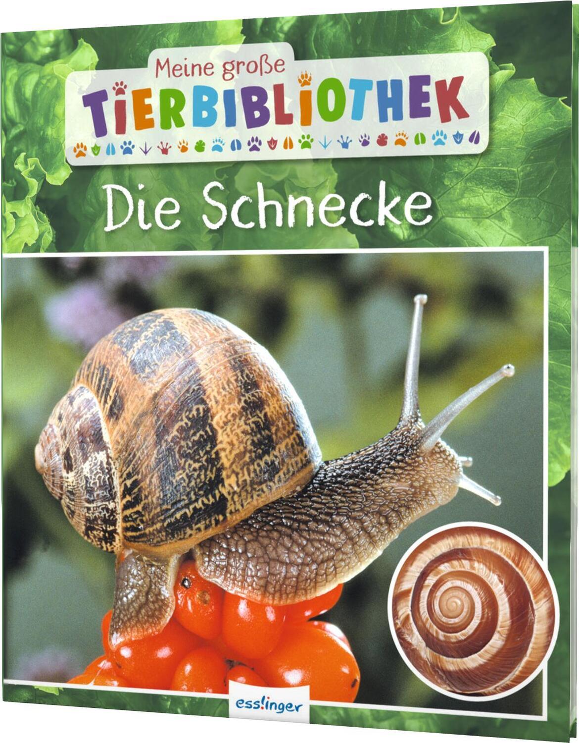 Cover: 9783480236589 | Meine große Tierbibliothek: Die Schnecke | Paul Starosta | Buch | 2020