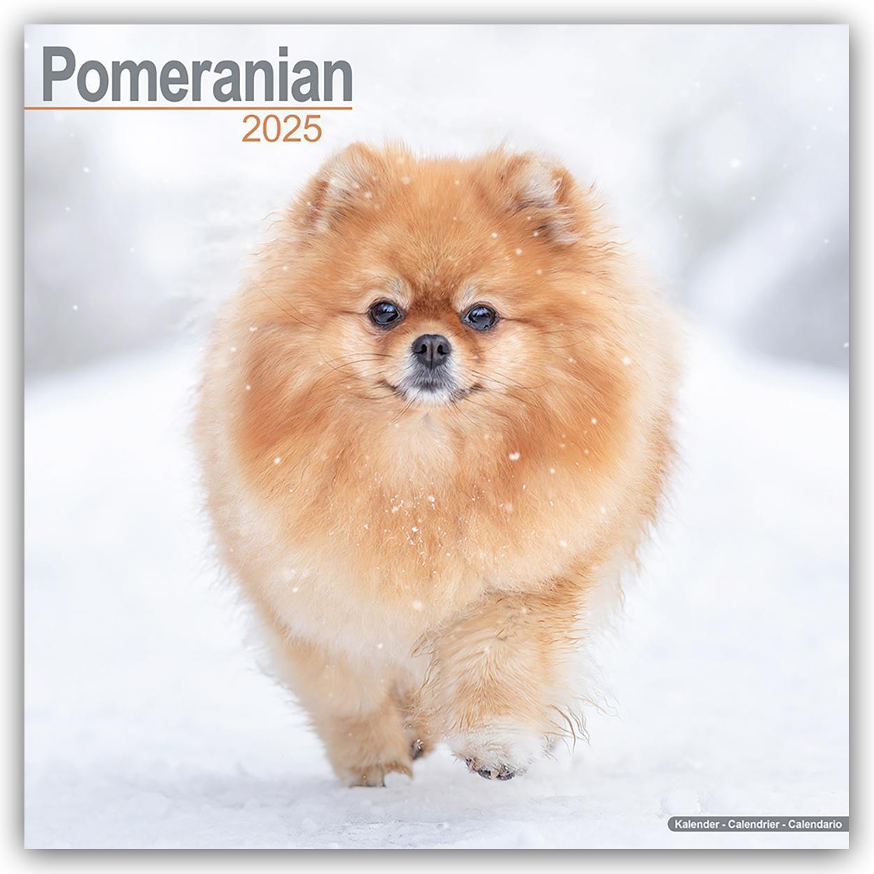 Cover: 9781804603765 | Pomeranians - Zwergspitz - Pomeranian Zwergspitz 2025 -...