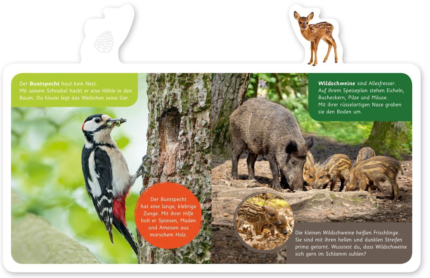 Bild: 9783946360155 | Mein kleines Tier-Lexikon - Tiere im Wald | Hannah Kastenhuber | Buch
