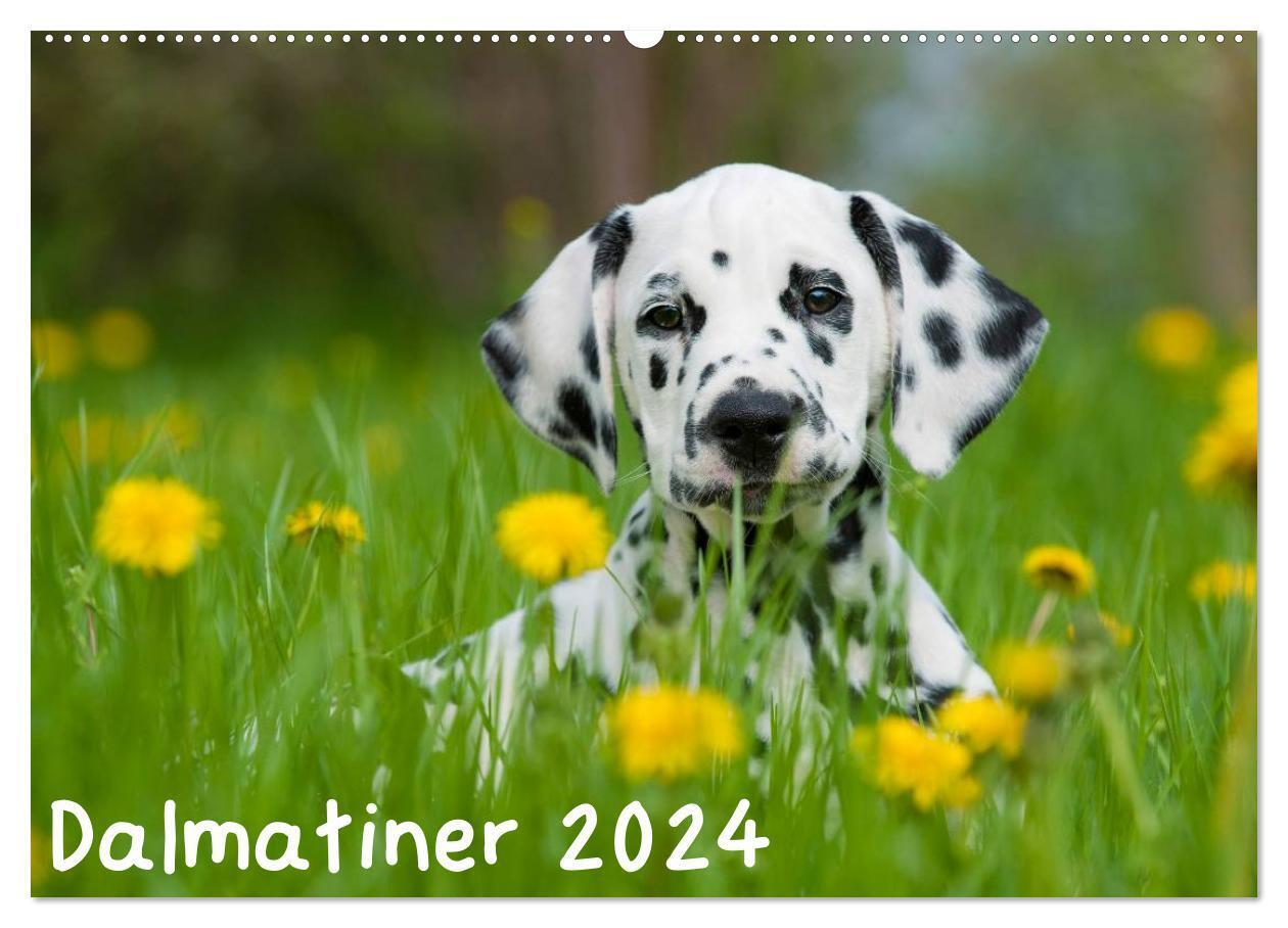 Cover: 9783675770669 | Dalmatiner 2024 (Wandkalender 2024 DIN A2 quer), CALVENDO...