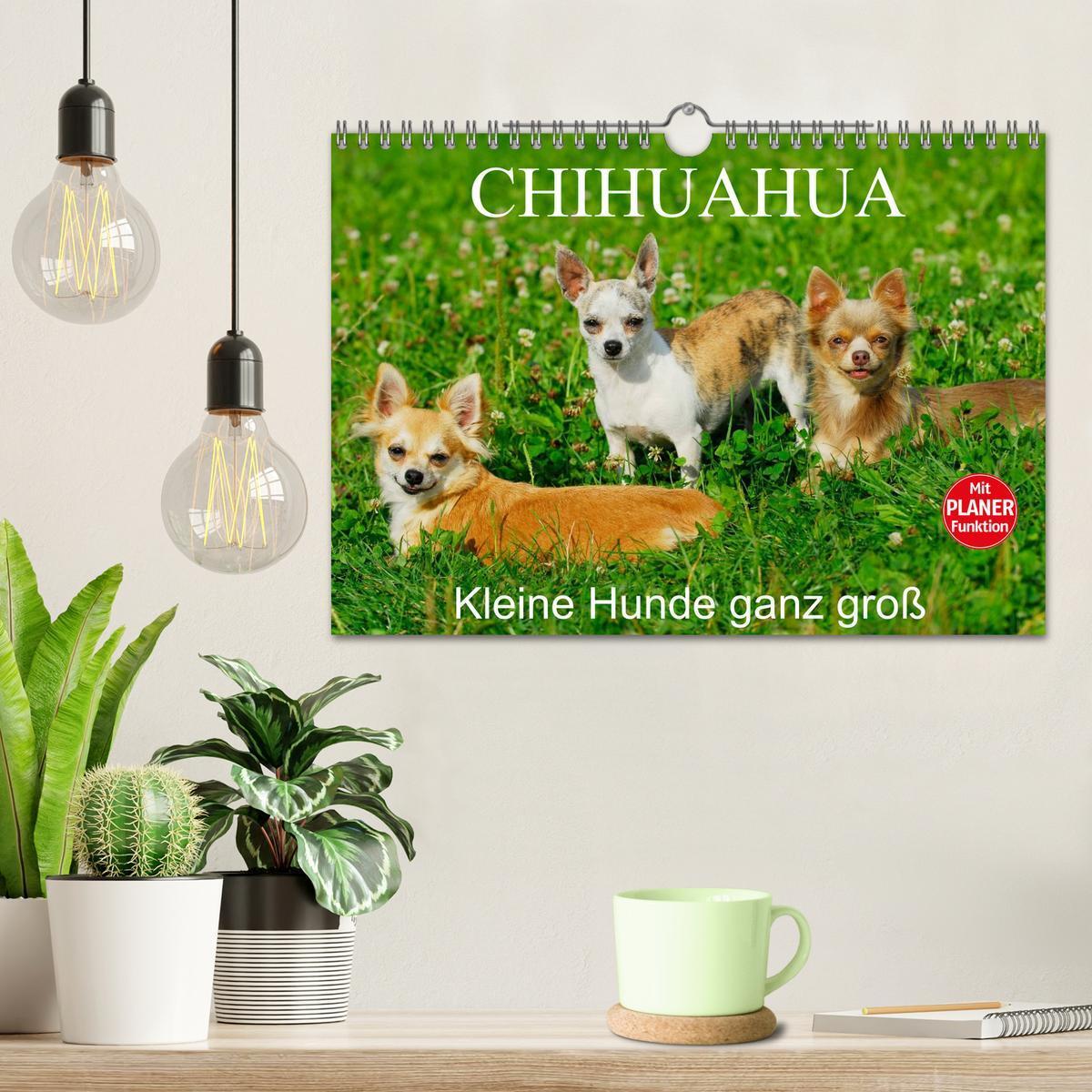 Bild: 9783435541546 | Chihuahua - Kleine Hunde ganz groß (Wandkalender 2025 DIN A4 quer),...