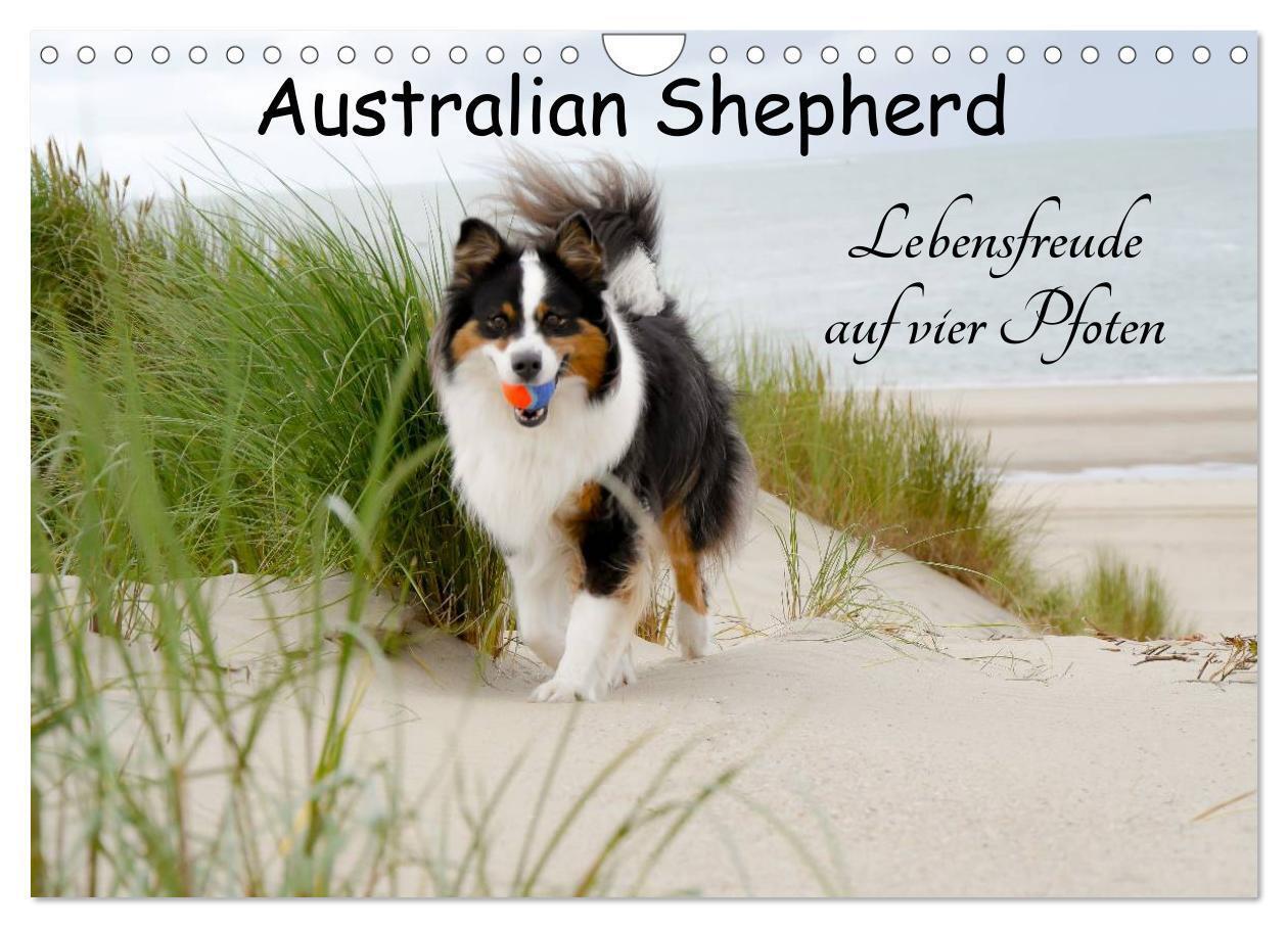 Cover: 9783435553624 | Australian Shepherd - Lebensfreude auf vier Pfoten (Wandkalender...