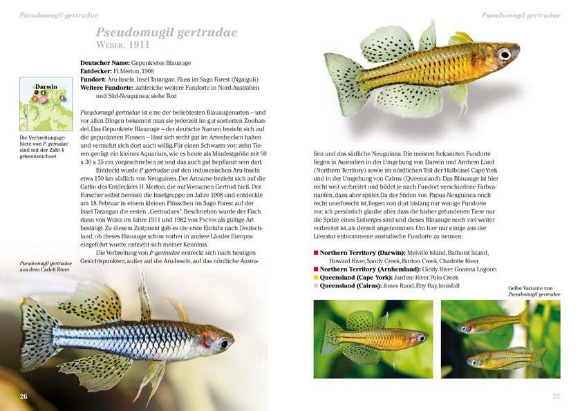 Bild: 9783866591660 | Blauaugen | "Schmetterlinge" im Aquarium | Hans Herbert Boeck | Buch