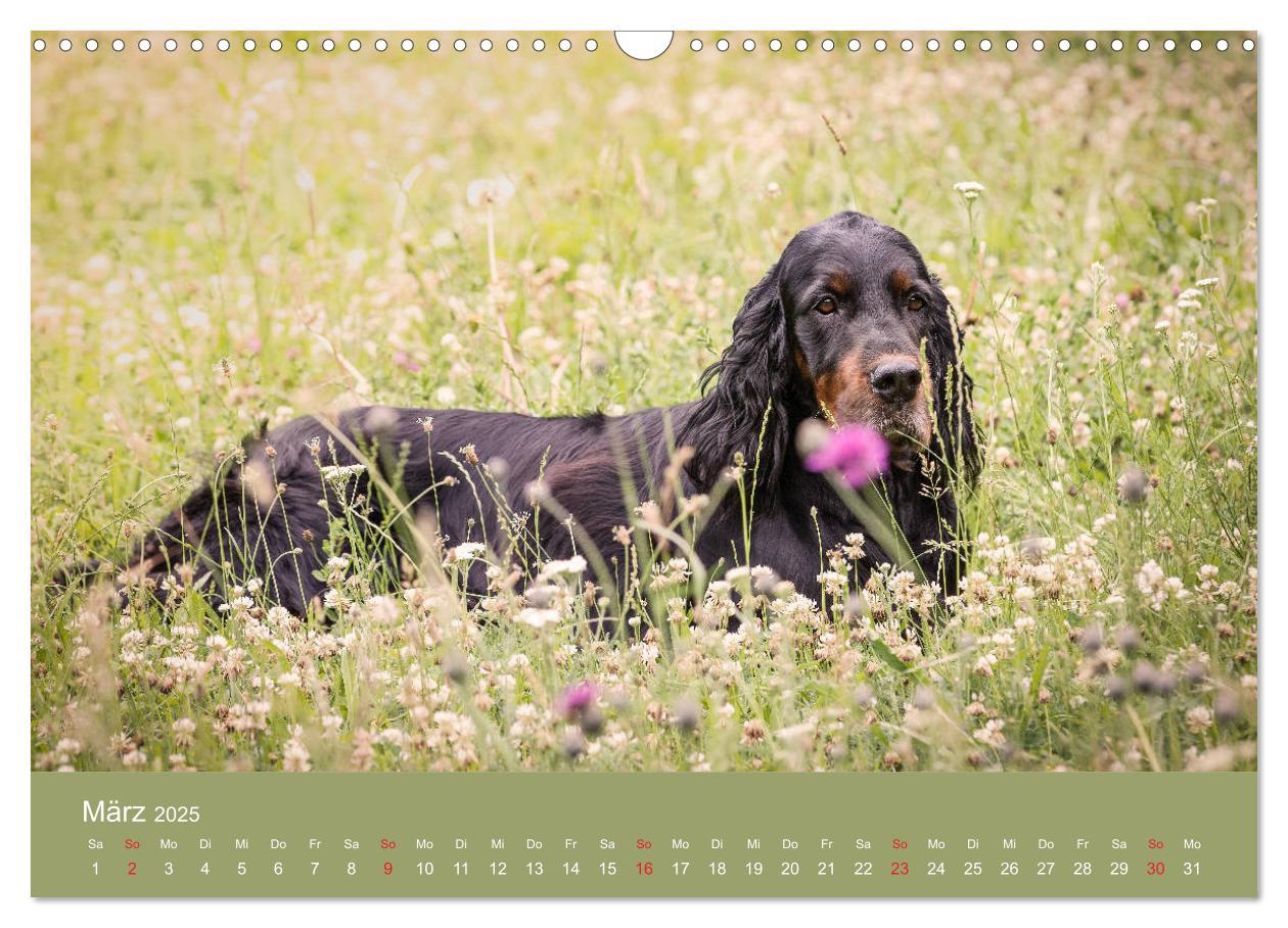 Bild: 9783435191727 | Setter - Geliebter Freund und Jagdkamerad (Wandkalender 2025 DIN A3...