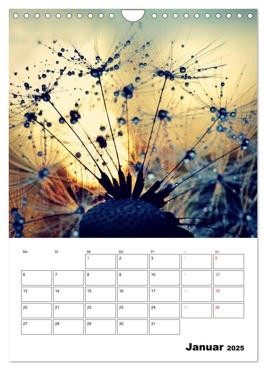 Bild: 9783457068762 | Pusteblumentraum - Dreams of Dandelion (Wandkalender 2025 DIN A4...