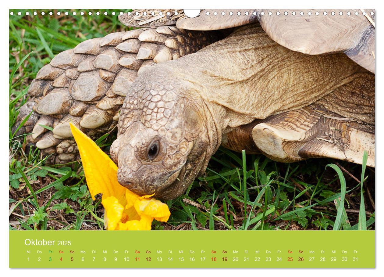 Bild: 9783435315505 | Meine Schildkröten (Wandkalender 2025 DIN A3 quer), CALVENDO...