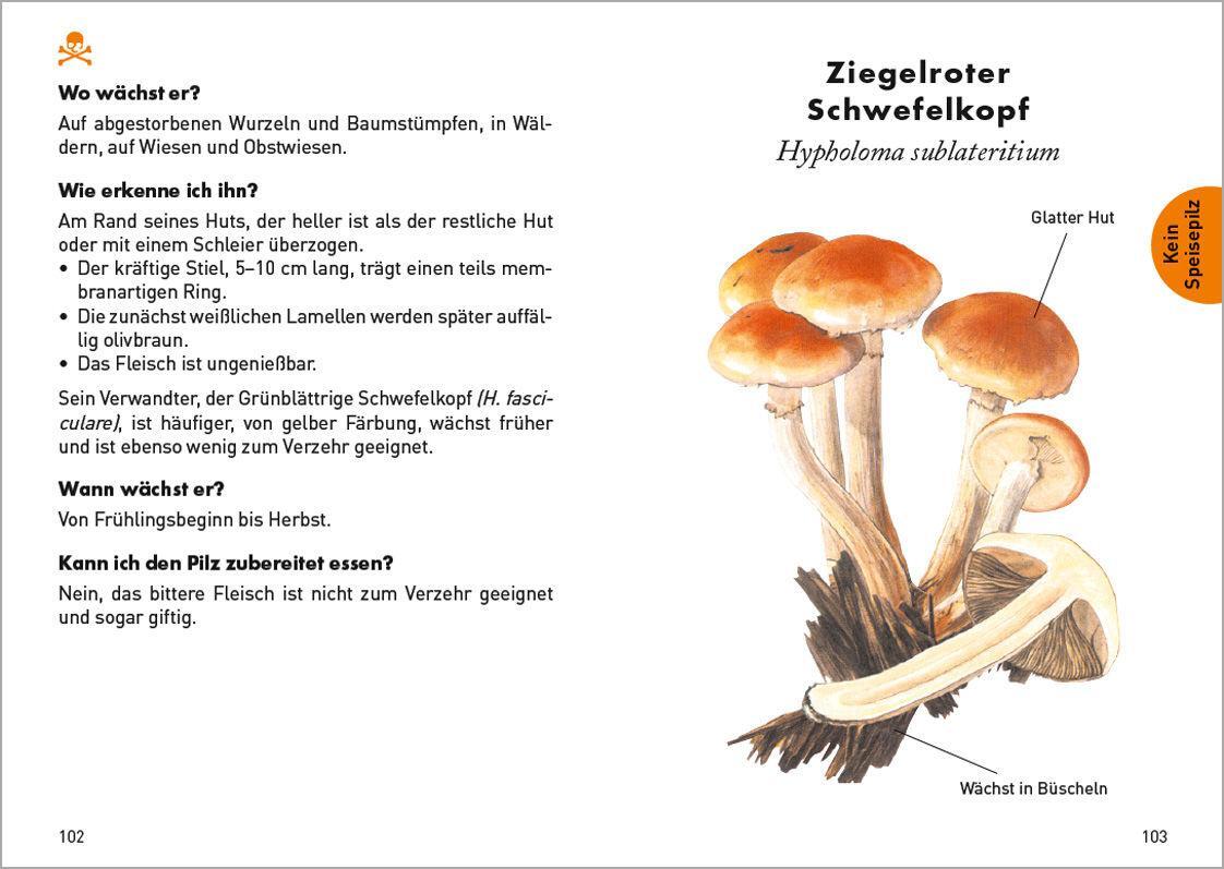 Bild: 9783730609002 | Anaconda Taschenführer Pilze. 59 Arten entdecken und bestimmen | Buch