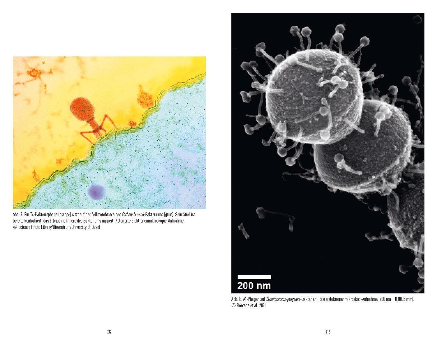 Bild: 9783517100432 | Bakteriophagen | Thomas Häusler (u. a.) | Taschenbuch | 224 S. | 2022