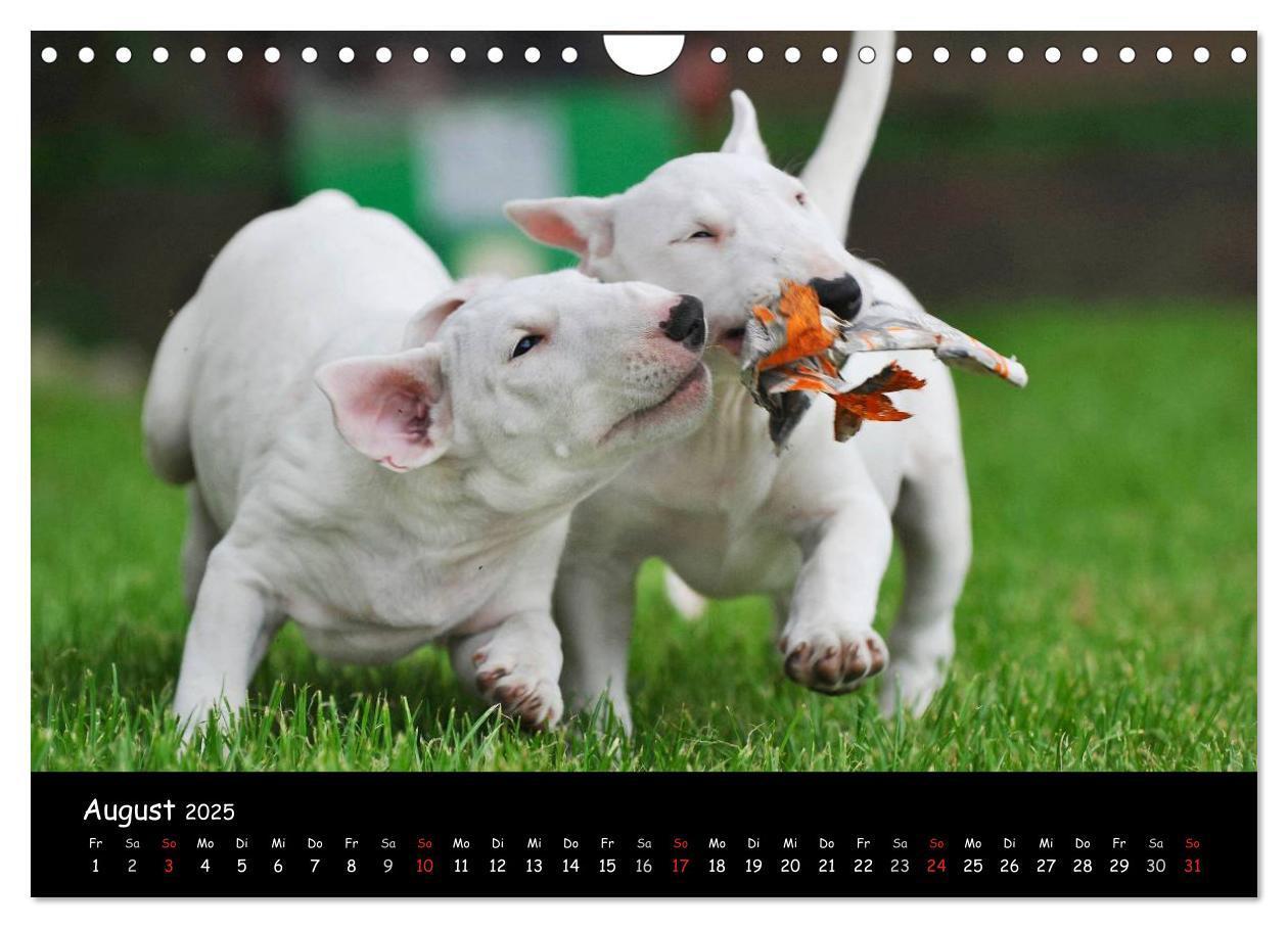 Bild: 9783435768844 | Bullterrier (Wandkalender 2025 DIN A4 quer), CALVENDO Monatskalender