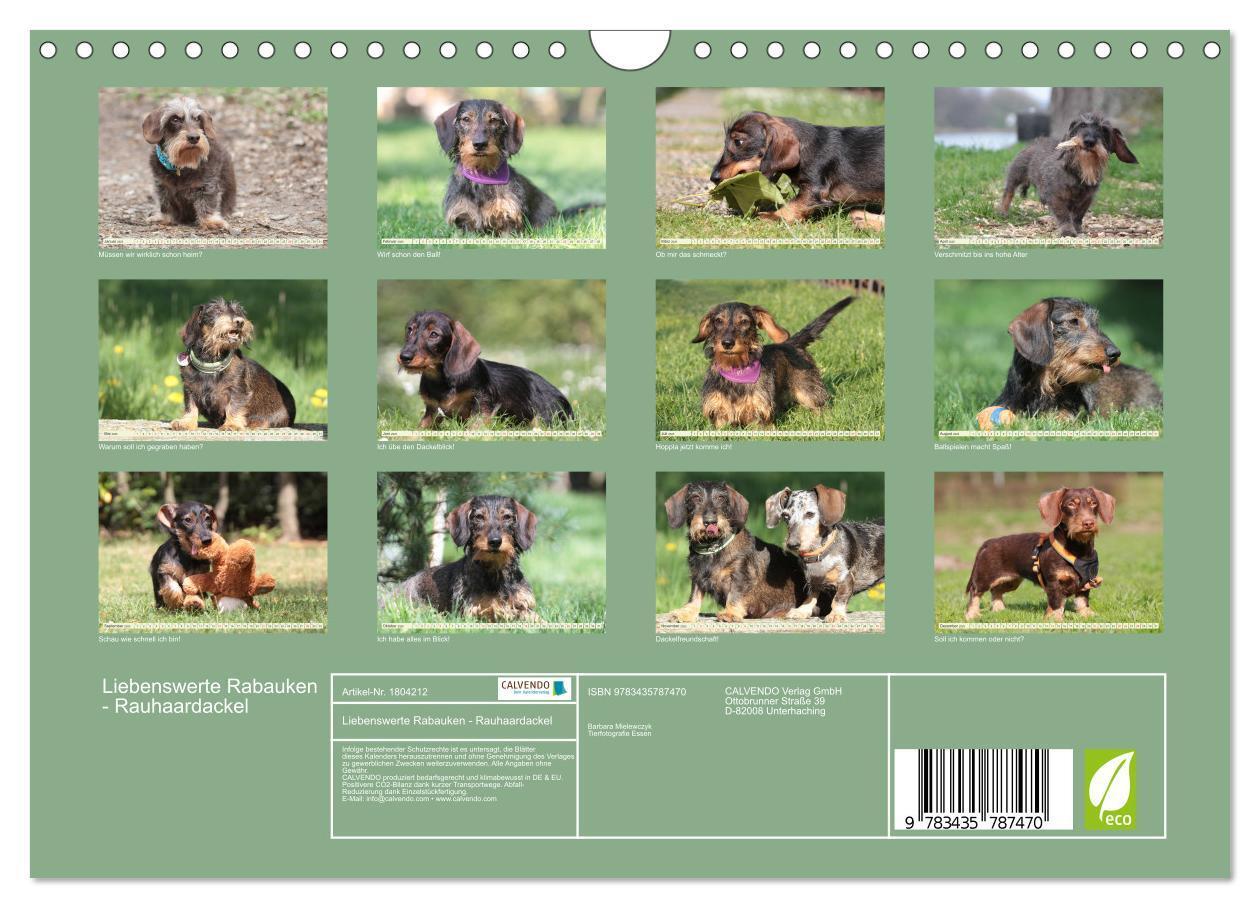 Bild: 9783435787470 | Liebenswerte Rabauken - Rauhaardackel (Wandkalender 2025 DIN A4...