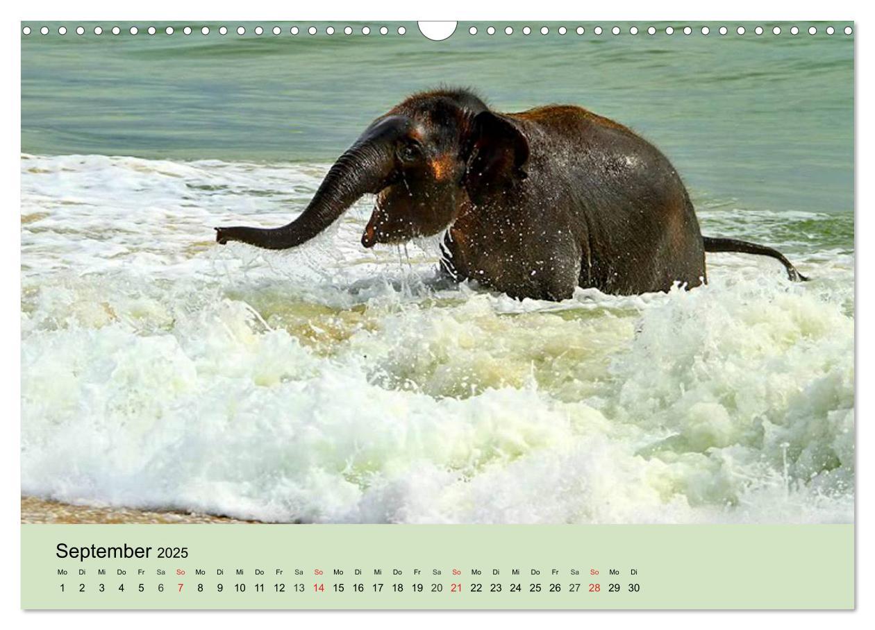 Bild: 9783435719747 | Elefanten. Badespaß am Strand (Wandkalender 2025 DIN A3 quer),...