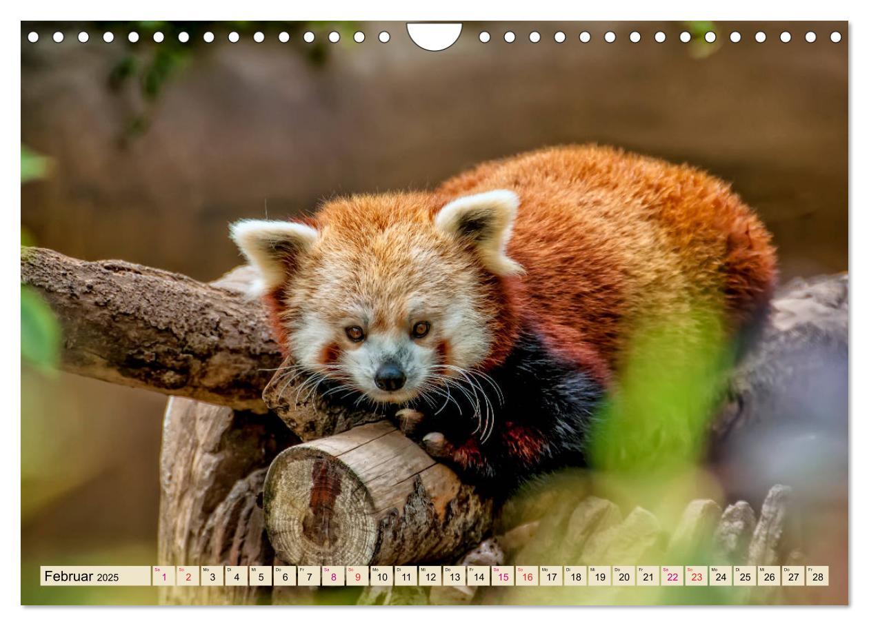 Bild: 9783435437382 | Kleiner Panda (Wandkalender 2025 DIN A4 quer), CALVENDO Monatskalender