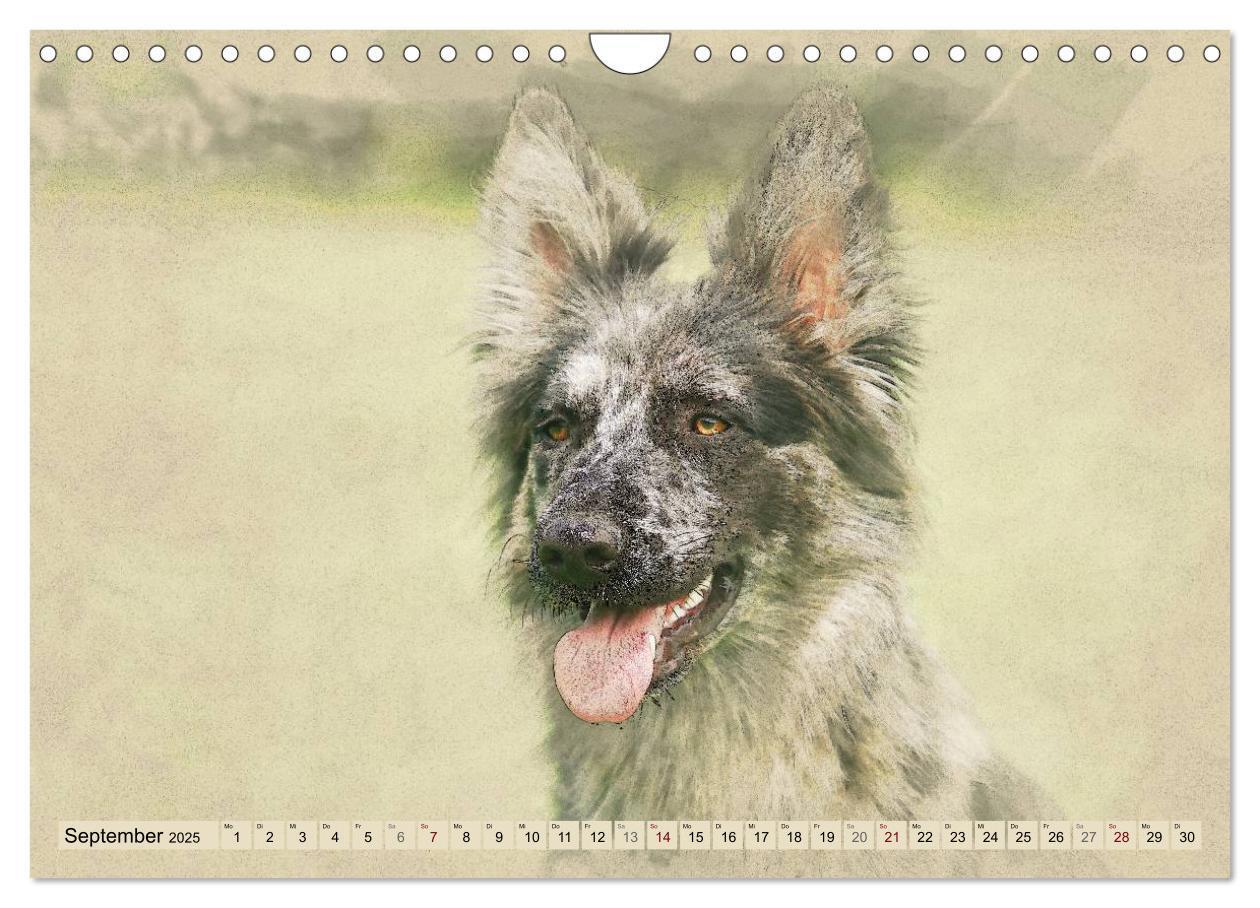 Bild: 9783435706655 | Altdeutsche Hütehunde 2025 (Wandkalender 2025 DIN A4 quer),...