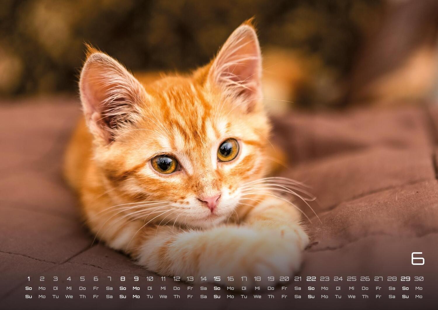 Bild: 9783986733872 | Miau Kids - kleine Tiger ganz groß - Der Katzenkalender - 2025 -...