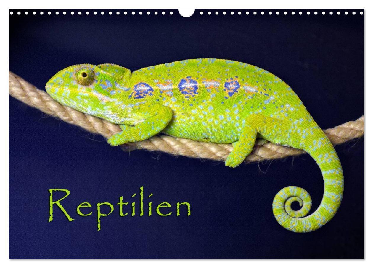 Cover: 9783383526350 | Reptilien (Wandkalender 2024 DIN A3 quer), CALVENDO Monatskalender