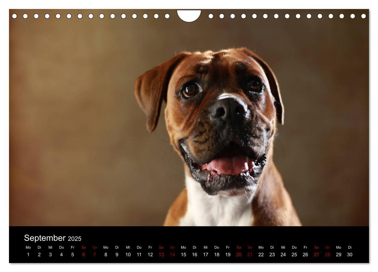 Bild: 9783435436675 | Liebenswerte Boxer (Wandkalender 2025 DIN A4 quer), CALVENDO...