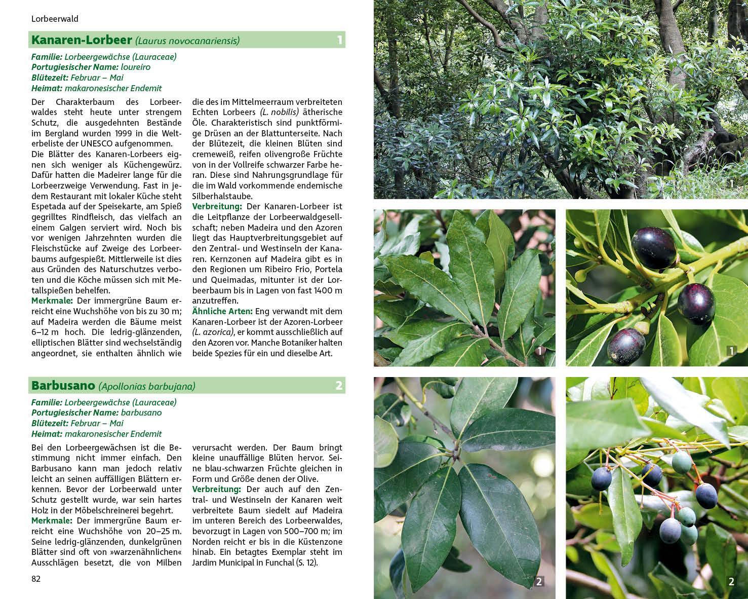 Bild: 9783763361038 | Madeiras Flora | Rolf Goetz | Taschenbuch | Rother Naturführer | 2022