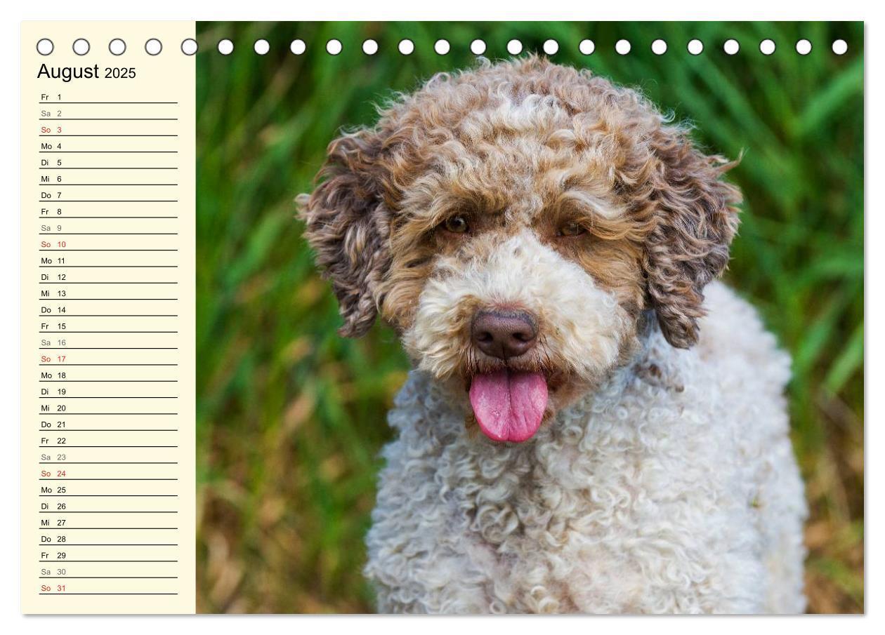 Bild: 9783435543854 | Lagotto Romagnolo - Italienischer Trüffelhund (Tischkalender 2025...