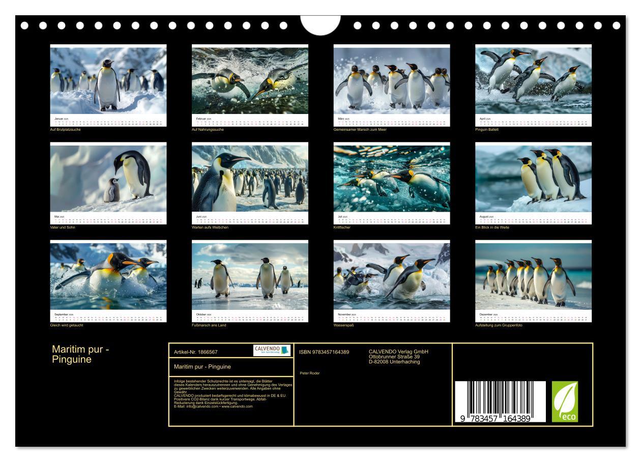 Bild: 9783457164389 | Maritim pur - Pinguine (Wandkalender 2025 DIN A4 quer), CALVENDO...