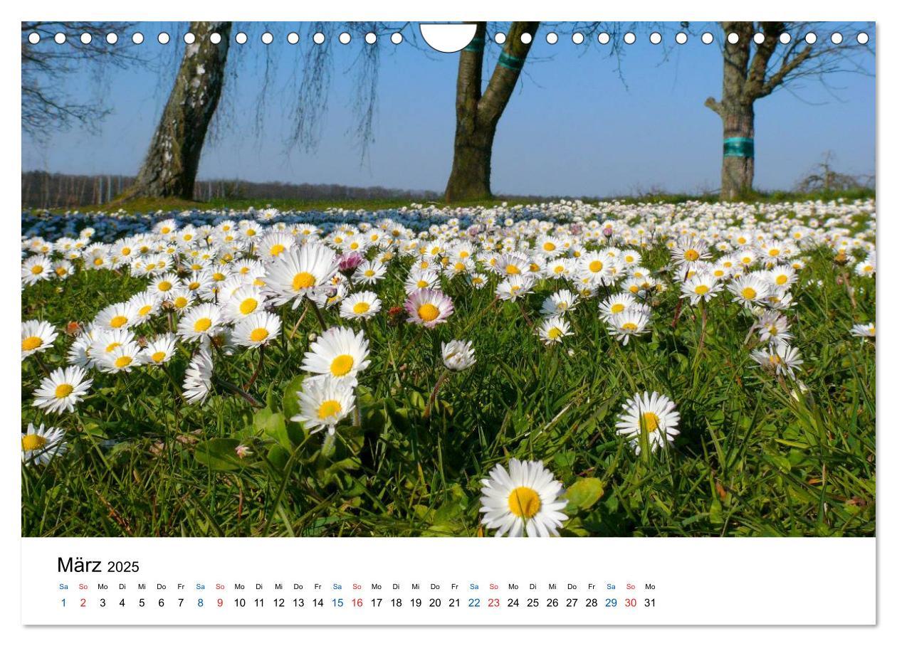 Bild: 9783435780471 | Felder und Wiesen (Wandkalender 2025 DIN A4 quer), CALVENDO...