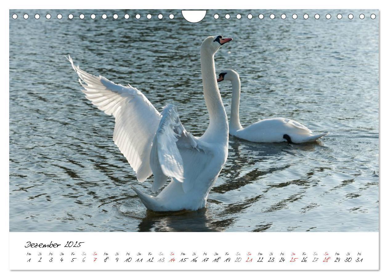 Bild: 9783435650569 | Ein Jahr mit den Schwänen (Wandkalender 2025 DIN A4 quer), CALVENDO...