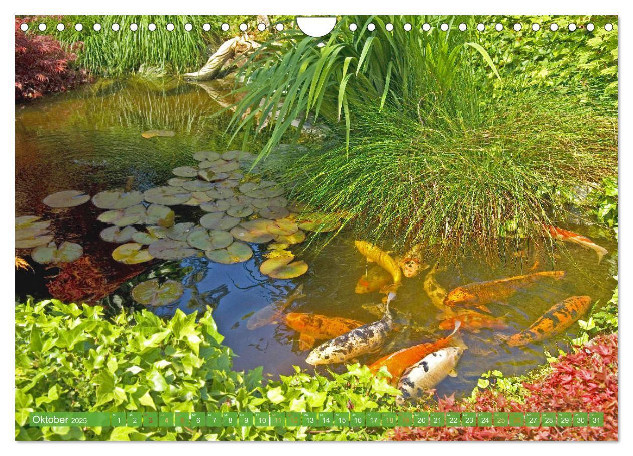 Bild: 9783435129553 | Koi: Juwelen im Teich (Wandkalender 2025 DIN A4 quer), CALVENDO...