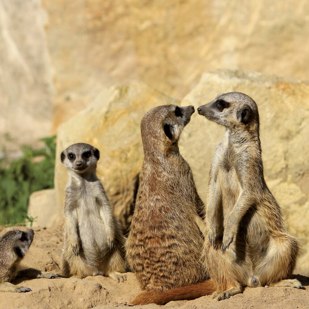 Bild: 9783959294683 | Meerkats/Erdmännchen 2025 | Kalender 2025 | Kalender | Drahtheftung